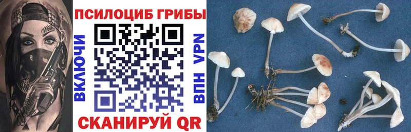 Галлюциногенные грибы Psilocybe Купить Луховицы